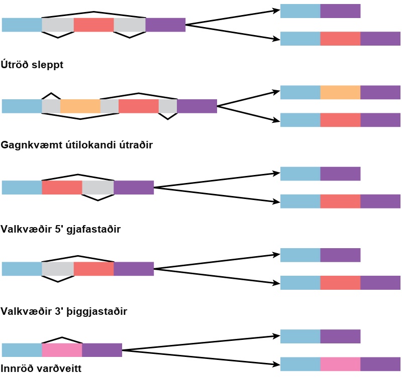 Diagram shows five methods of alternative splicing of pre-mRNA. When exon skipping occurs, an exon is spliced out in one mature mRNA product and retained in another. When mutually exclusive exons are present in the pre-mRNA, only one is retained in the mature mRNA. When an alternative 5’ donor site is present, the location of the 5’ splice site is variable. When an alternative 3’ acceptor site is present, the location of the 3’ splice site is variable. Intron retention results in an intron being retained in one mature mRNA and spliced out in another.