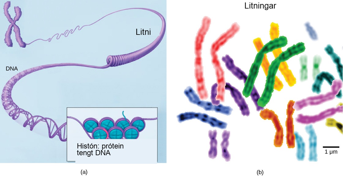 Part a: In this illustration, DNA tightly coiled into two thick cylinders is shown in the upper right. A close-up shows how the DNA is coiled around proteins called histones. Part b: This image shows paired chromosomes. The chromosomes are shown as a collection of slender tubes.