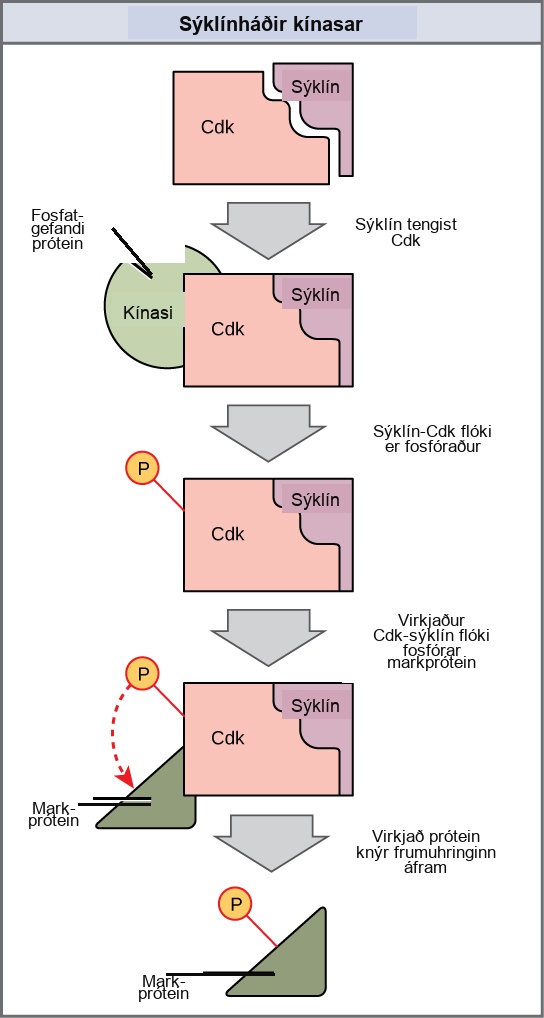 This illustration shows a cyclin protein binding to a upper case C lower case d lower case k. The cyclin slash upper C lower d lower k complex is activated when a kinase phosphorylates it. The cyclin slash upper C lower d lower k complex, in turn, phosphorylates other proteins, thus advancing the cell cycle.