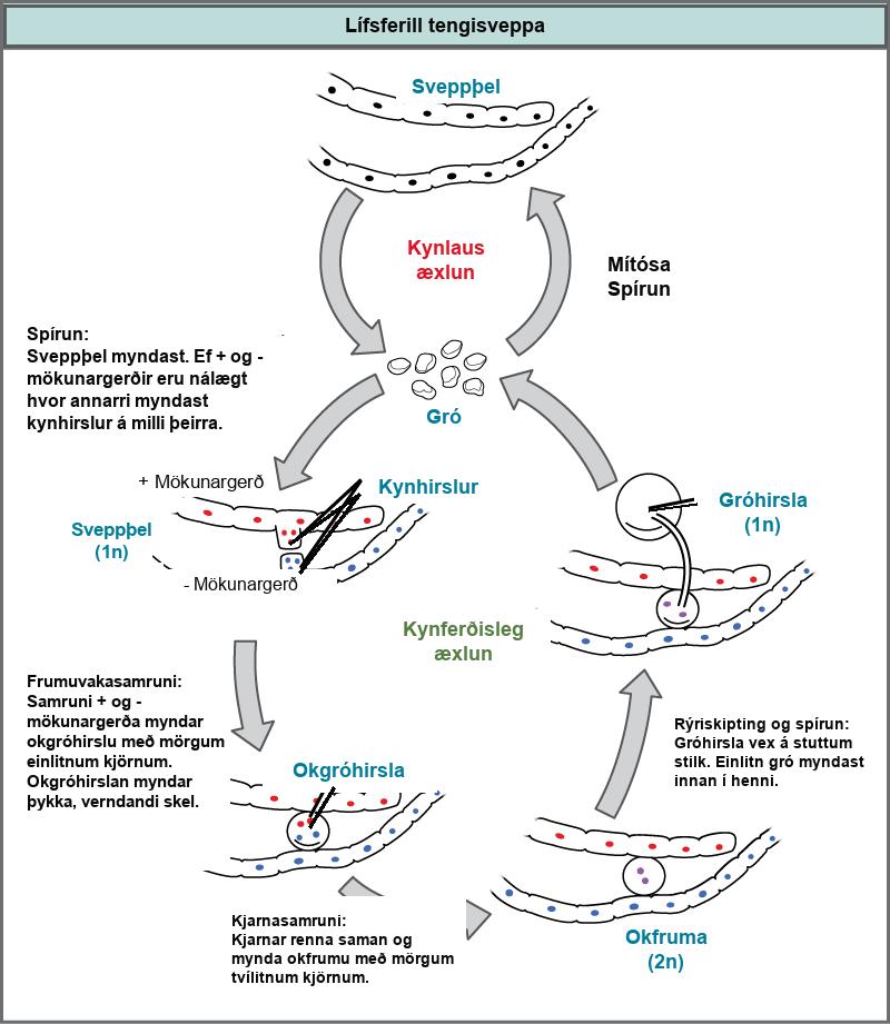 The asexual and sexual life cycles of zygomycetes are shown. In the asexual life cycle, 1n spores undergo mitosis to form long chains of cells called mycelia. Germination results in the formation of more spores. In the sexual life cycle, spores germinate to form mycelia with two different mating types: plus and minus. If the plus and minus mating types are in close proximity, extensions called gametangia form between them. In a process called plasmogamy, the gametangia fuse to form a zygosporangium with multiple haploid nuclei. A thick, protective coat forms around the zygosporangium. In a process called karyogamy, the nuclei fuse to form a zygote with multiple diploid (2n) nuclei. The zygote undergoes meiosis and germination. A sporangium grows on a short stalk. Haploid spores are formed inside. The spores germinate, ending the cycle.