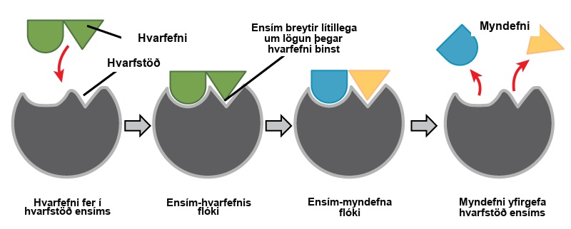 In this diagram, a substrate binds the active site of an enzyme and, in the process, both the shape of the enzyme and the shape of the substrate change. The substrate is converted to products that then leave the enzymes active site.