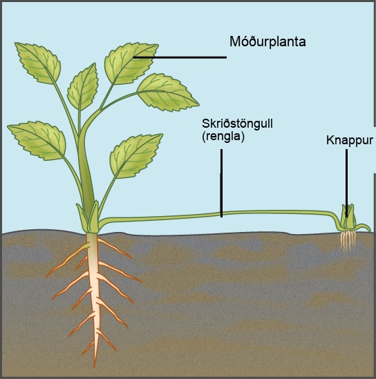 Illustration depicts a mature plant. A runner, or stolon, sprouts from the base of the plant and runs along the ground. A bud and adventitious root system form from the runner.