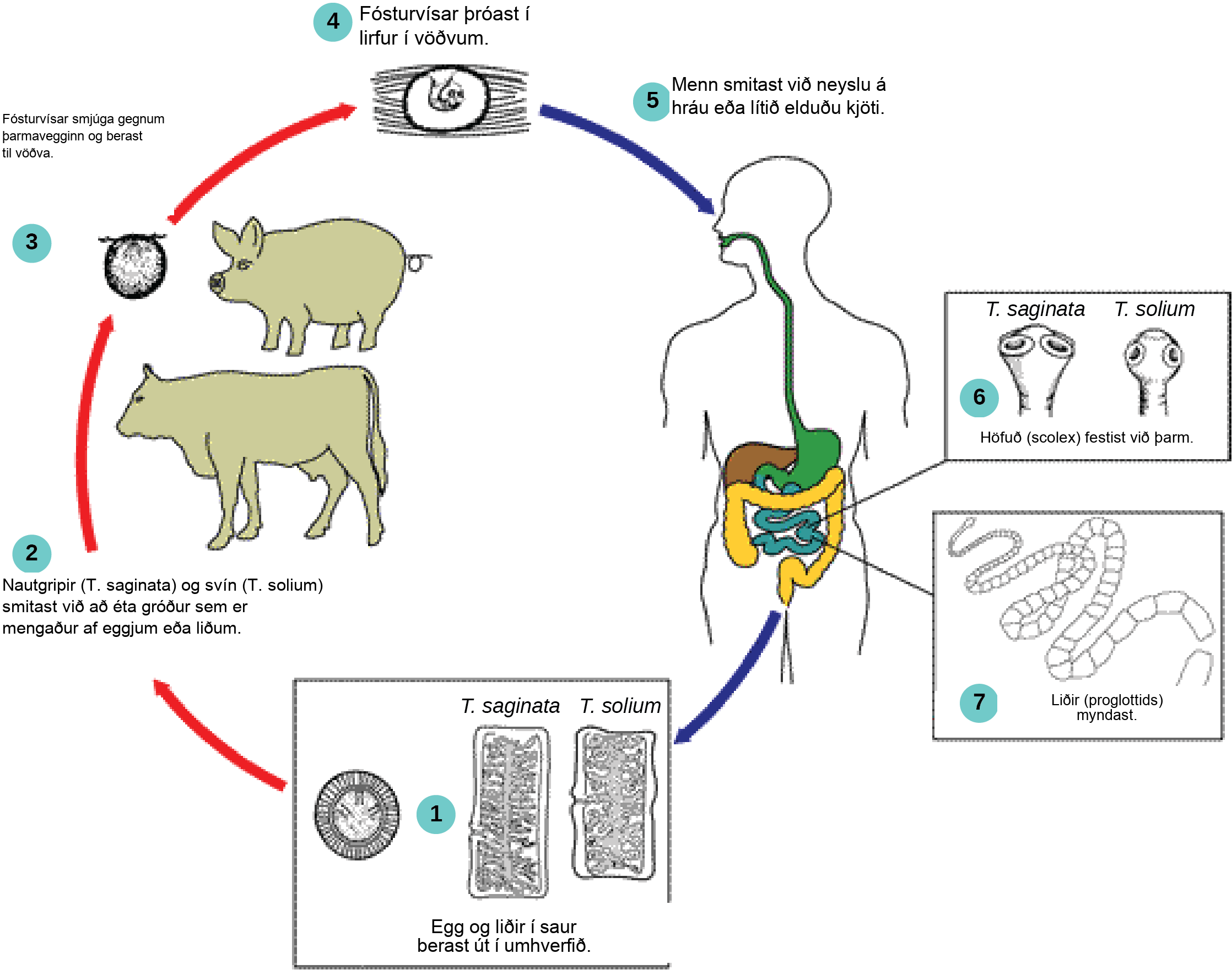 The tapeworm life cycle begins when (1) eggs or tapeworm segments, called proglottids, pass from human feces into the environment. Taenia saginata infects cattle and Taenia solium infects pigs when (2) they eat contaminated vegetation. The embryo penetrates the animal intestinal wall (3) and takes up residence in muscle tissue, where it transforms into the larval form (4). Humans who consume raw or undercooked infected meat become infected (5) when the tapeworm attaches itself to the intestinal wall via suckers or hooks on the scolex, or head (6). The mature worm produces proglottids and eggs, which pass from the body in feces (7), completing the cycle.