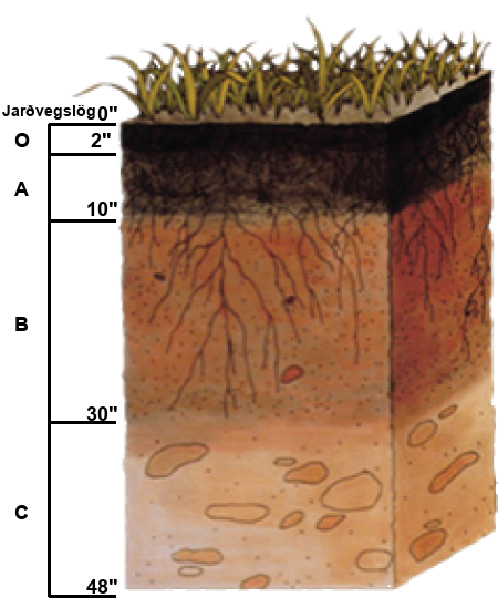 Illustration shows a cross-section of soil layers, or horizons. The top layer, from zero to two inches, is the O horizon. The O horizon is a rich, deep brown color. From two to ten inches is the A horizon. This layer is slightly lighter in color than the O horizon, and extensive root systems are visible. From ten to thirty inches is the B horizon. The B horizon is reddish brown. Longer roots extend to the bottom of this layer. The C horizon extends from 30 to 48 inches. This layer is rocky and devoid of roots.