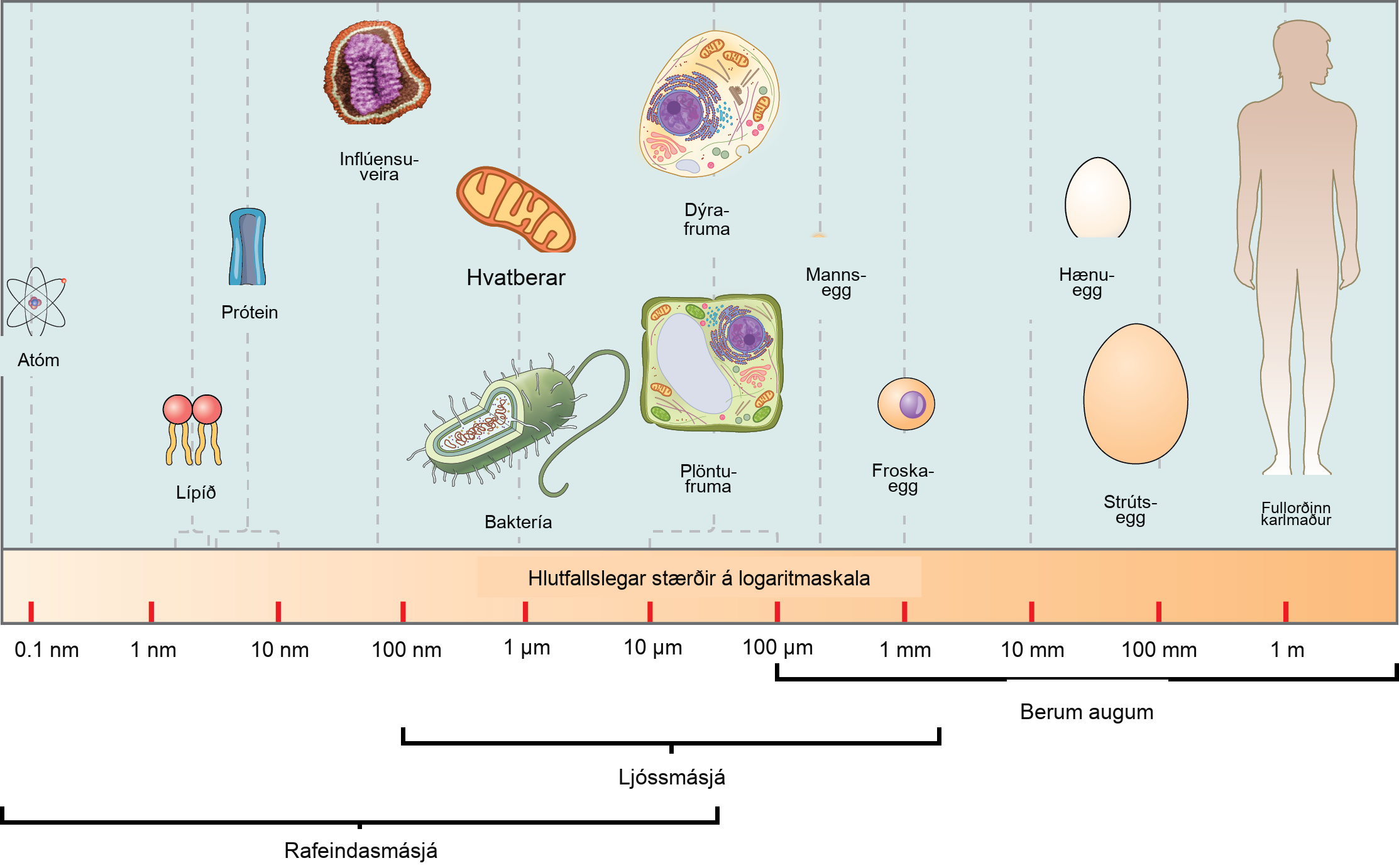 Relative sizes on a logarithmic scale, from 0.1 n m to 1 m, are shown. Objects are shown from smallest to largest. The smallest object shown, an atom, is about .1 n m in size. The next largest objects shown are lipids and proteins; these molecules are between 1 and 10 n m. A flu virus is just under 100 n m. Bacteria and mitochondria are both about 1 greek mu m. Plant and animal cells are both between 10 and 100 greek mu m. A human egg is between 100 greek mu m and 1 m m. A frog egg is about 1 m m, A chicken egg and an ostrich egg are both between 10 and 100 m m, but an ostrich egg is larger. For comparison, a human is approximately 1 m tall. Appropriate instruments to view different size ranges are also shown. An electron microscope is used for things from less than .1 n m to almost 100 greek mu m. A light microscope is used for things from 100 n m to over 1 m m. The naked eye is used for things 100 greek mu m and up.