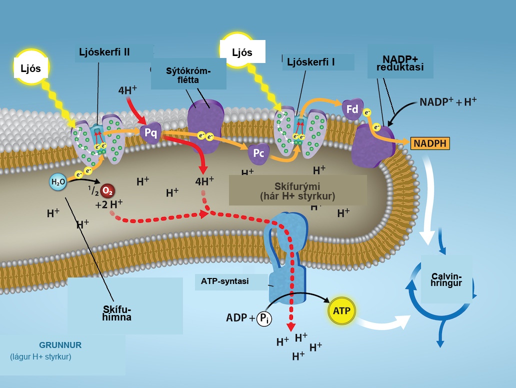 This illustration shows the components involved in the light reactions, which are all embedded in the thylakoid membrane. Photosystem I I uses light energy to strip electrons from water, producing half an oxygen molecule and two protons in the process. The excited electron is then passed through the chloroplast electron transport chain to photosystem I. Photosystem I passes the electron to N A D P superscript plus sign baseline reductase, which uses it to convert N A D P superscript plus sign baseline and a proton to N A D P H. As the electron transport chain moves electrons, it pumps protons into the thylakoid lumen. The splitting of water also adds protons to the lumen, and the reduction of N A D P H removes protons from the stroma. The net result is a low lower case p upper case H inside the thylakoid lumen, and a high lower p upper H outside, in the stroma. A T P synthase embedded the thylakoid membrane moves protons down their electrochemical gradient, from the lumen to the stroma, and uses the energy from this gradient to make A T P.