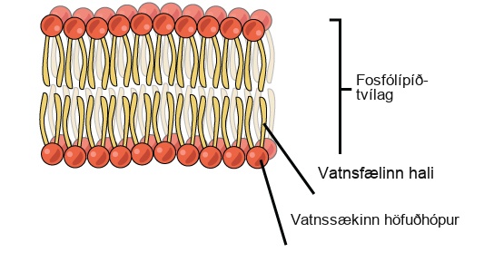 An illustration of a phospholipids bilayer is shown. The phospholipids bilayer consists of two layers of phospholipids. The hydrophobic tails of the phospholipids face one another while the hydrophilic head groups face outward.