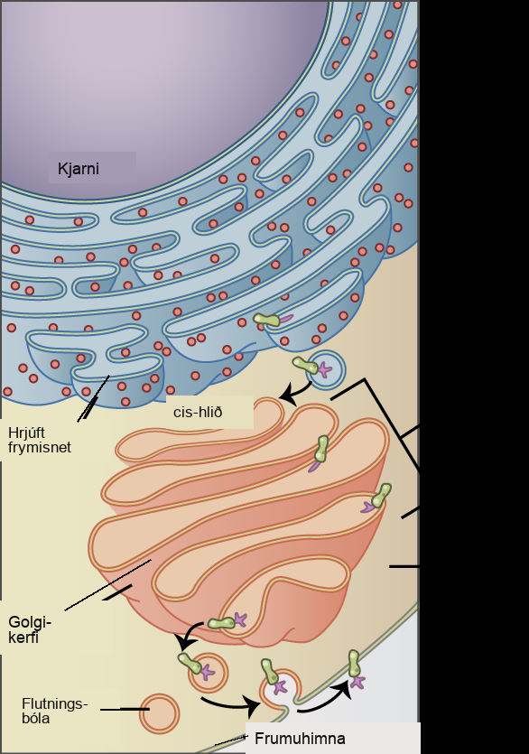 The left part of this figure shows the rough E R with an integral membrane protein embedded in it. The part of the protein facing the inside of the E R has a carbohydrate attached to it. The protein is shown leaving the E R in a vesicle that fuses with the cis side of the Golgi apparatus. The Golgi apparatus consists of several layers of membranes, called cisternae. As the protein passes through the cisternae, it is further modified by the addition of more carbohydrates. Eventually, it leaves the trans face of the Golgi in a vesicle. The vesicle fuses with the cell membrane so that the carbohydrate that was on the inside of the vesicle now faces the outside of the membrane. At the same time, the contents of the vesicle are ejected from the cell.