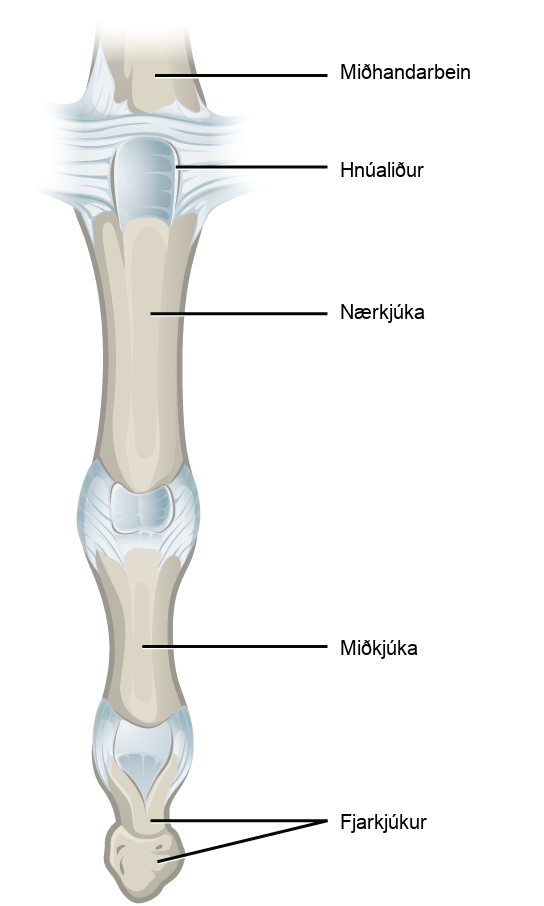 Illustration shows the metacarpophalangeal joint that joins the metacarpal of the hand to a finger.