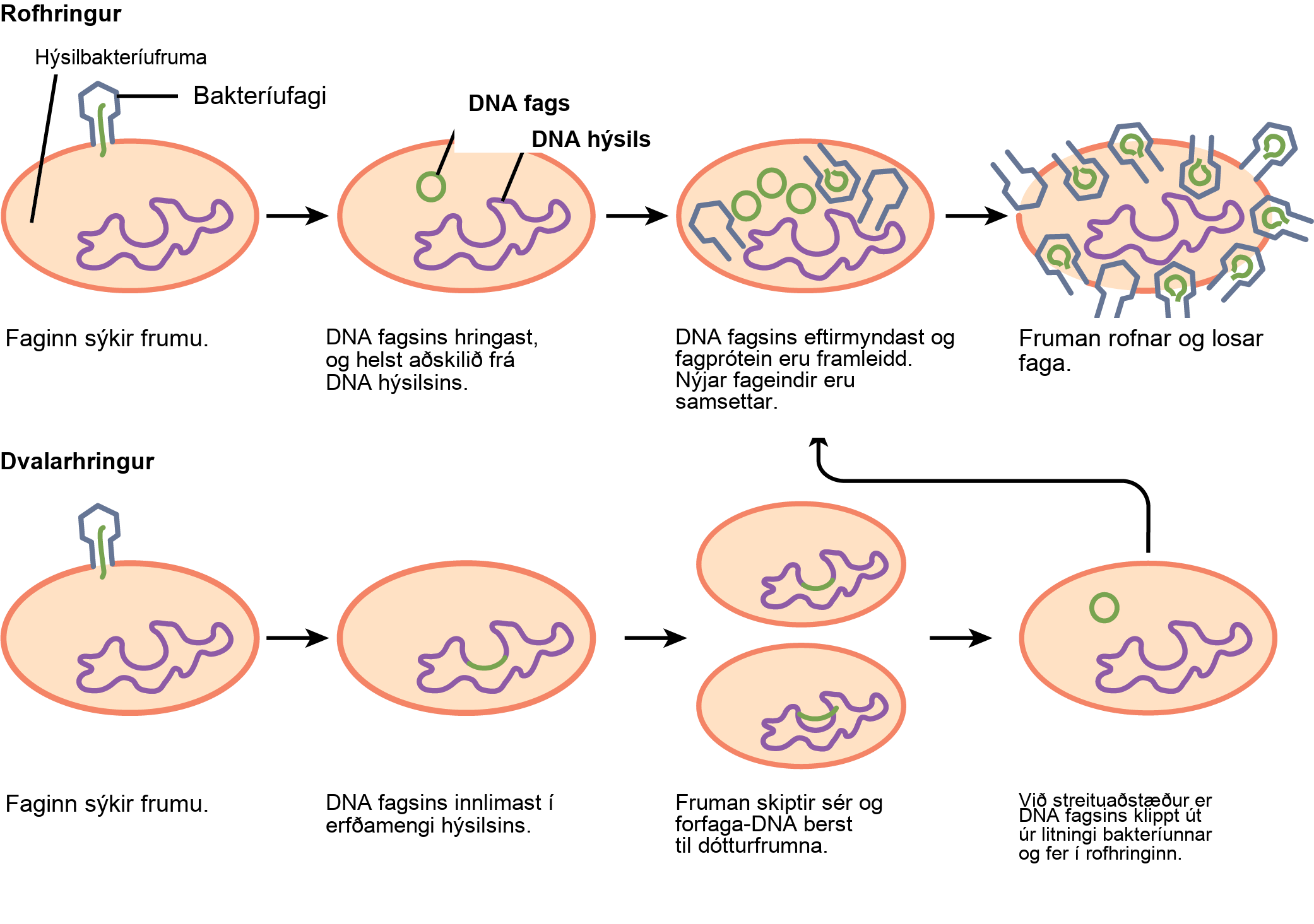 The bacteriophage lytic cycle begins when the phage attaches via a slender stalk to the host cell. Linear DNA from the viral head is injected into the host cell. The phage DNA circularizes, remaining separate from the host DNA. The phage DNA replicates, and new phage proteins are made. New phage particles are assembled. The cell lyses, releasing the phage. The bacteriophage lysogenic cycle begins the same way as the lytic cycle, with phage infecting a host cell. However, the phage DNA becomes incorporated into the host genome. The cell divides, and phage DNA is passed on to daughter cells. Under stressful conditions, the phage DNA is excised from the bacterial chromosome and enters the lytic cycle.