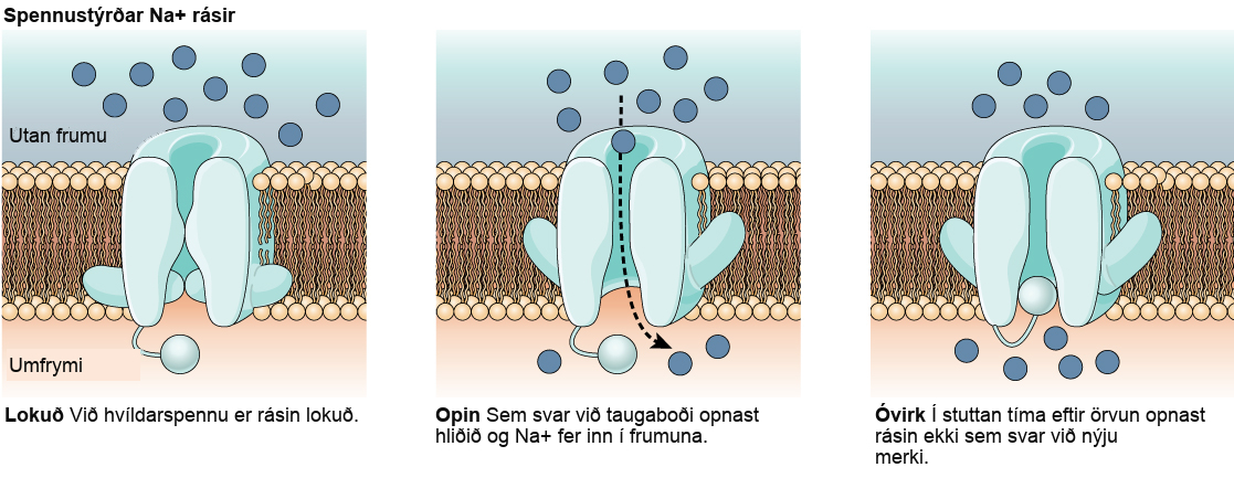 The first image shows a voltage-gated sodium channel that is closed at the resting potential. In response to a nerve impulse the channel opens, allowing sodium to enter the cell. After the impulse the channel enters an inactive state. The channel closes by a different mechanism and, for a brief period does not reopen in response to a new nerve impulse.