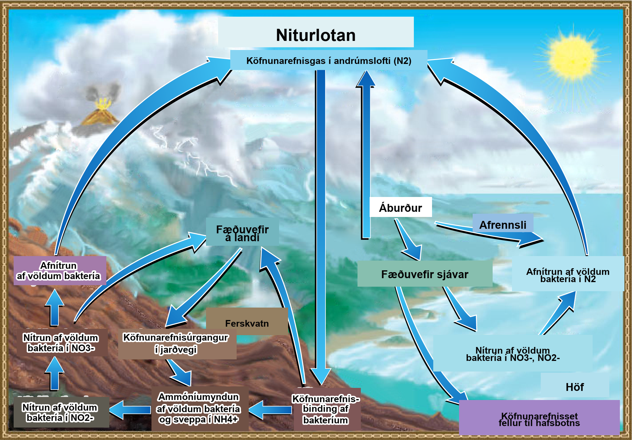 This illustration shows the nitrogen cycle. Nitrogen gas from the atmosphere is fixed into organic nitrogen by nitrogen-fixing bacteria. This organic nitrogen enters terrestrial food webs, and it leaves the food webs as nitrogenous wastes in the soil. Ammonification of this nitrogenous waste by bacteria and fungi in the soil converts the organic nitrogen to ammonium ion, or upper N upper H 4 plus. Ammonium is converted to nitrite, or upper N upper O 2 minus, then to nitrate, or upper N upper O 3 minus by nitrifying bacteria. Denitrifying bacteria convert the nitrate back into nitrogen gas, which re-enters the atmosphere. Nitrogen from runoff and fertilizers enters the ocean, where it enters marine food webs. Some organic nitrogen falls to the ocean floor as sediment. Other organic nitrogen in the ocean is converted to nitrite and nitrate ions, which is then converted to nitrogen gas in a process analogous to the one that occurs on land.