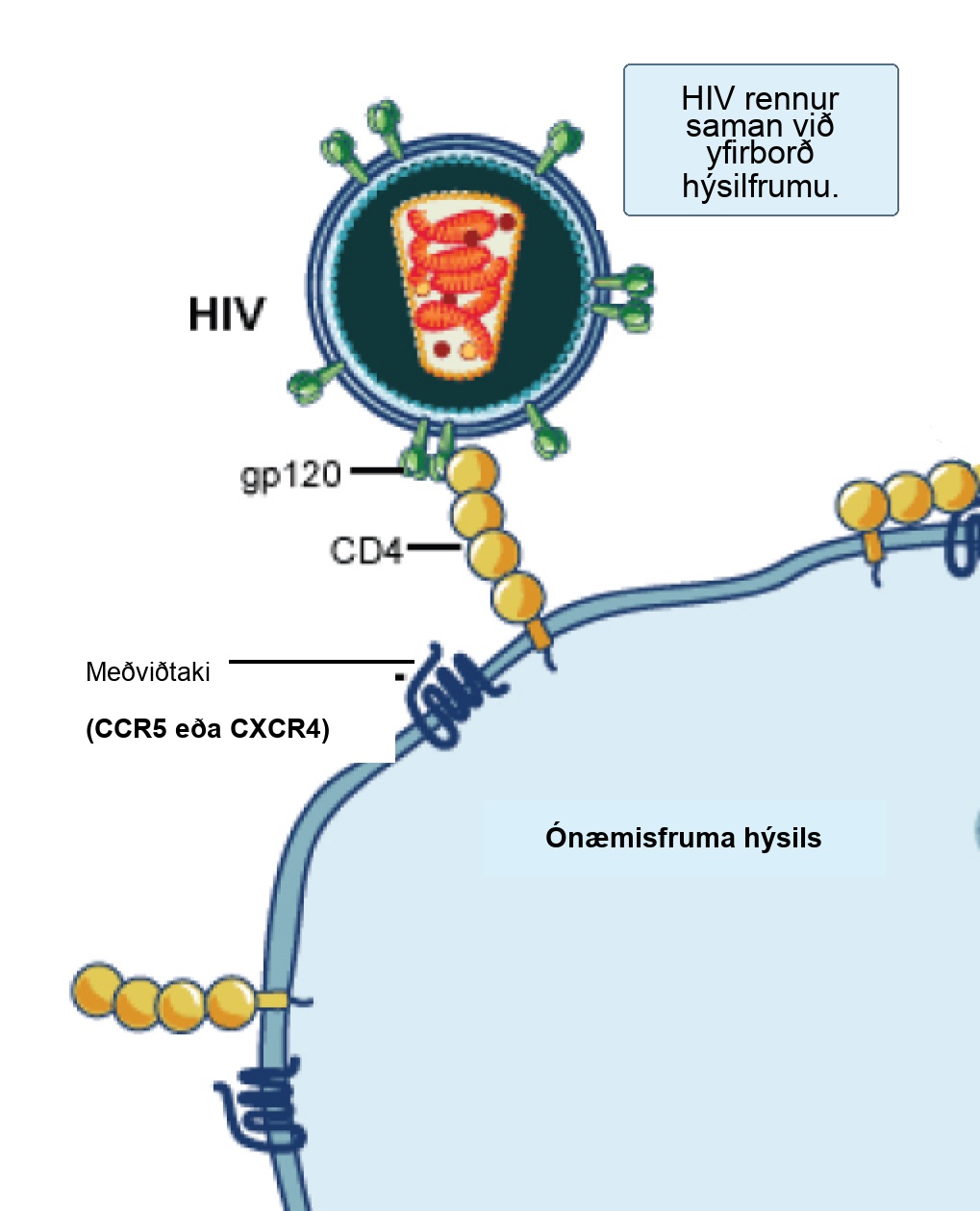 In the illustration an H I V virus attaches to a C D 4 molecule embedded in the plasma membrane of a host immune cell.