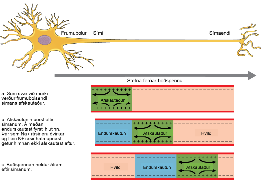 In image A, the action potential travels from the soma down the axon to the axon terminal. The action potential is initiated when a signal from the soma causes the soma-end of the axon membrane to depolarize. In image B, the depolarization spreads down the axon. Meanwhile, the membrane at the start of the axon repolarizes. Because potassium channels are open, the membrane cannot depolarize again. In image C, the action potential continues to spread down the axon this way.
