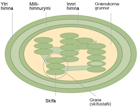 This illustration shows a chloroplast, which has an outer membrane and an inner membrane. The space between the outer and inner membranes is called the intermembrane space. Inside the inner membrane are flat, pancake-like structures called thylakoids. The thylakoids form stacks called grana. The liquid inside the inner membrane is called the stroma, and the space inside the thylakoids is called the thylakoid space.
