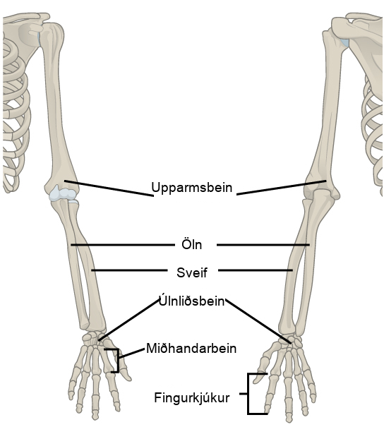 Illustration shows a skeletal human arm. The humerus is the bone of the upper arm. The radius is the thick bone in the forearm, on the side of the thumb and the ulna is the thin bone on the side of the pinkie finger. The carpals are the bones of the wrist, the metacarpals are bones of the hand, and phalanges are bones of the fingers.