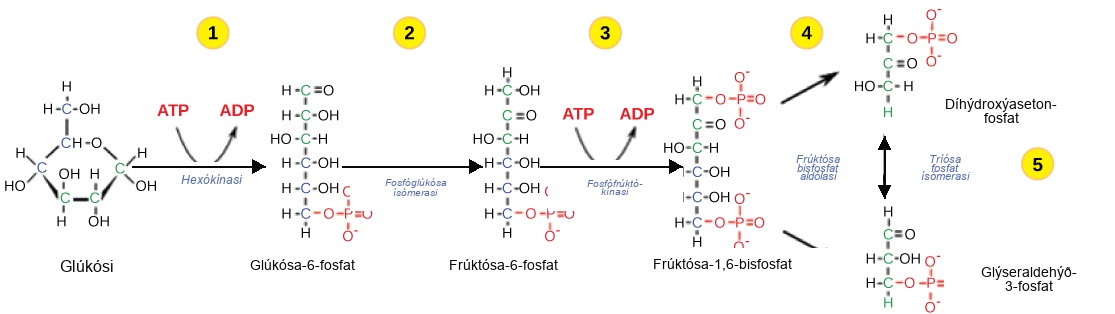 This illustration shows the steps in the first half of glycolysis. In step one, the enzyme hexokinase uses one A T P molecule in the phosphorylation of glucose. In step two, glucose dash 6 dash phosphate is rearranged to form fructose dash 6 dash phosphate by phosphoglucose isomerase. In step three, phosphofructokinase uses a second A T P molecule in the phosphorylation of the substrate, forming fructose dash 1, 6 dash bisphosphate. In step four, the enzyme fructose bisphosphate aldolase splits the substrate into two, forming glyceraldeyde dash 3 dash phosphate and dihydroxyacetone-phosphate. In step five, triose phosphate isomerase converts the dihydroxyacetone-phosphate into glyceraldehyde dash 3 dash phosphate.