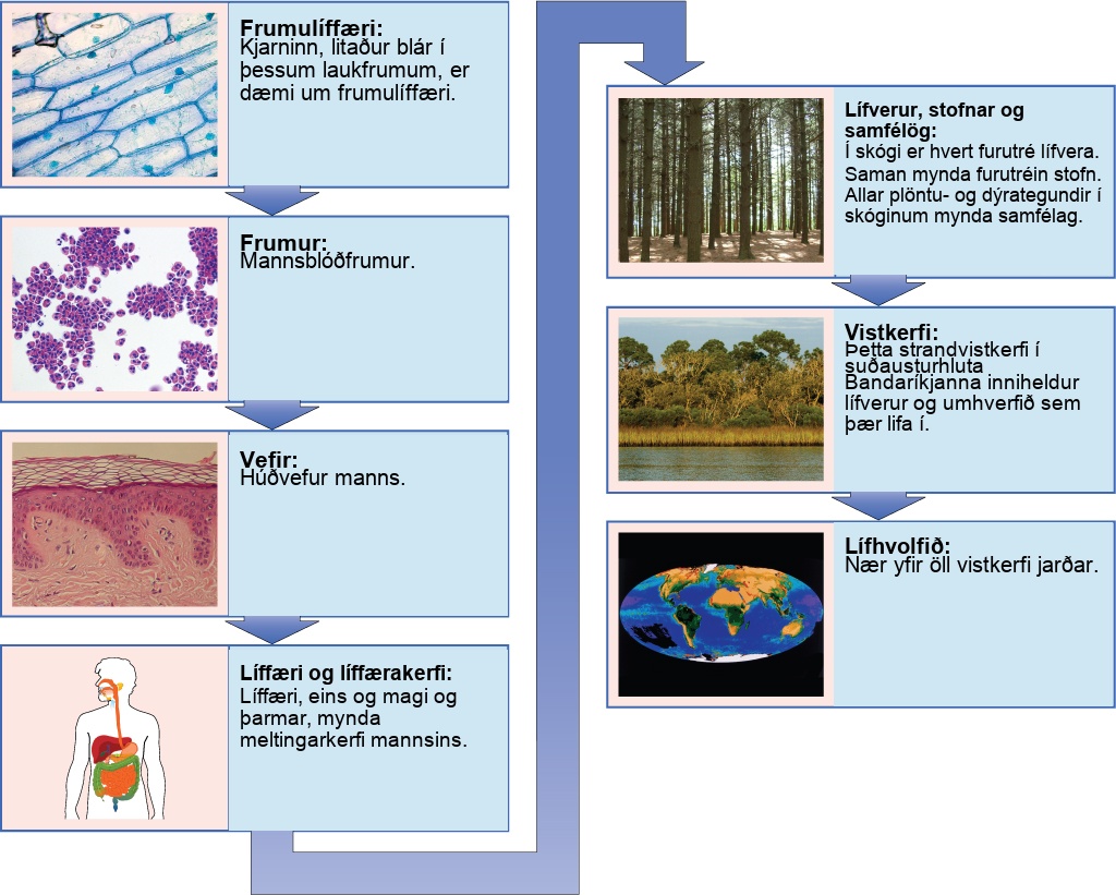 A flow chart shows the hierarchy of living organisms. From smallest to largest, this hierarchy includes: (1) Organelles, such as nuclei, that exist inside cells. (2) Cells, such as a white blood cell. (3) Tissues, such as human skin tissue. (4) Organs such as the stomach make up the human digestive system, an example of an organ system. (5) Organisms, populations, and communities. In a forest, each pine tree is an organism. Together, all the pine trees make up a population. All the plant and animal species in the forest comprise a community. (6) Ecosystems: the coastal ecosystem in the Southeastern United States includes living organisms and the environment in which they live. (7) The biosphere: encompasses all the ecosystems on Earth.
