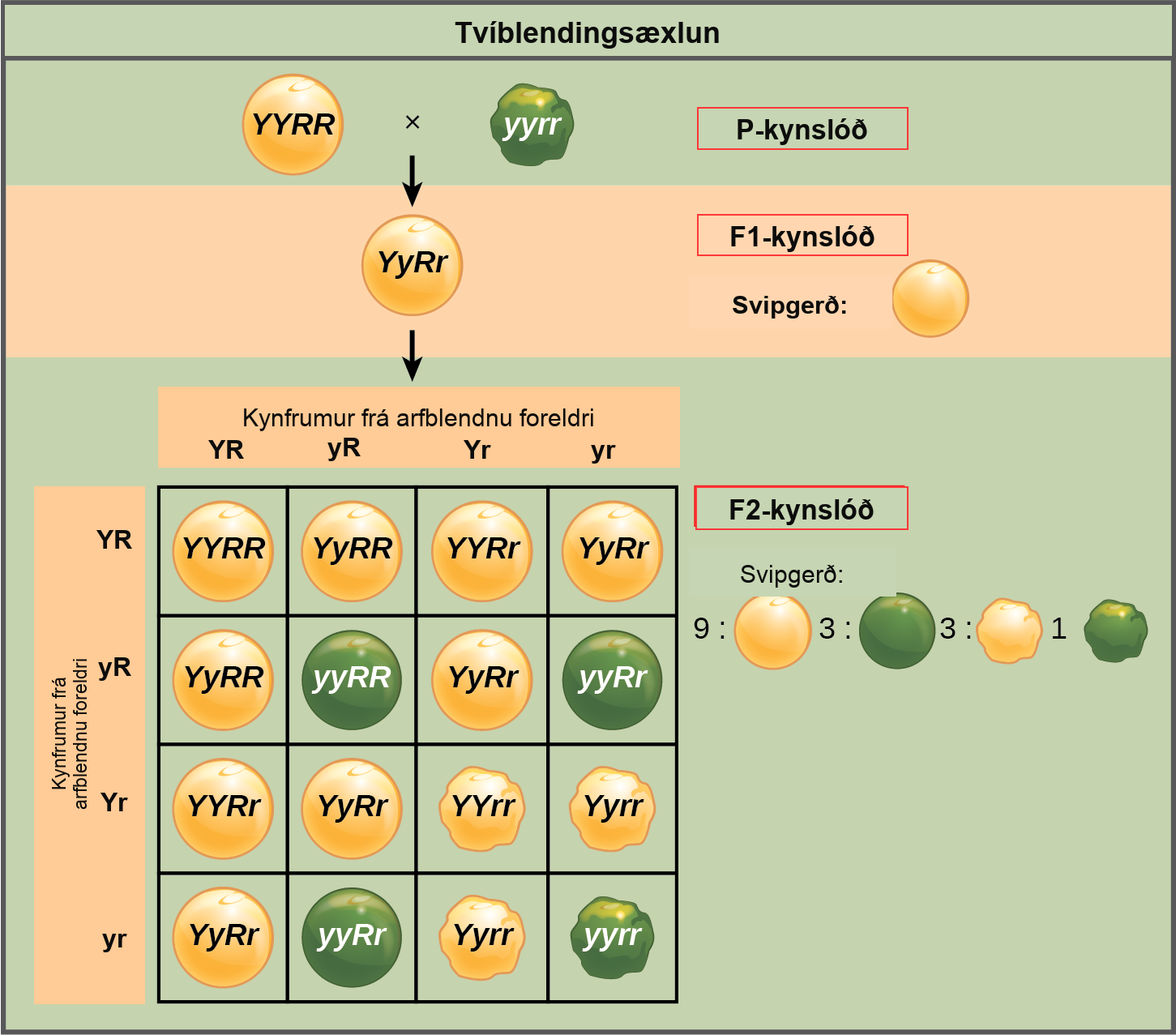 This illustration shows a dihybrid cross between pea plants. In the upper case P generation, a plant that has the homozygous dominant phenotype of round, yellow peas is crossed with a plant with the homozygous recessive phenotype of wrinkled, green peas. The resulting F subscript 1 baseline offspring have a heterozygous genotype and round, yellow peas. Self-pollination of the F subscript 1 baseline generation results in F subscript 2 baseline offspring with a phenotypic ratio of 9 colon 3 colon 3 colon 1 for yellow round, green round, yellow wrinkled and green wrinkled peas, respectively.