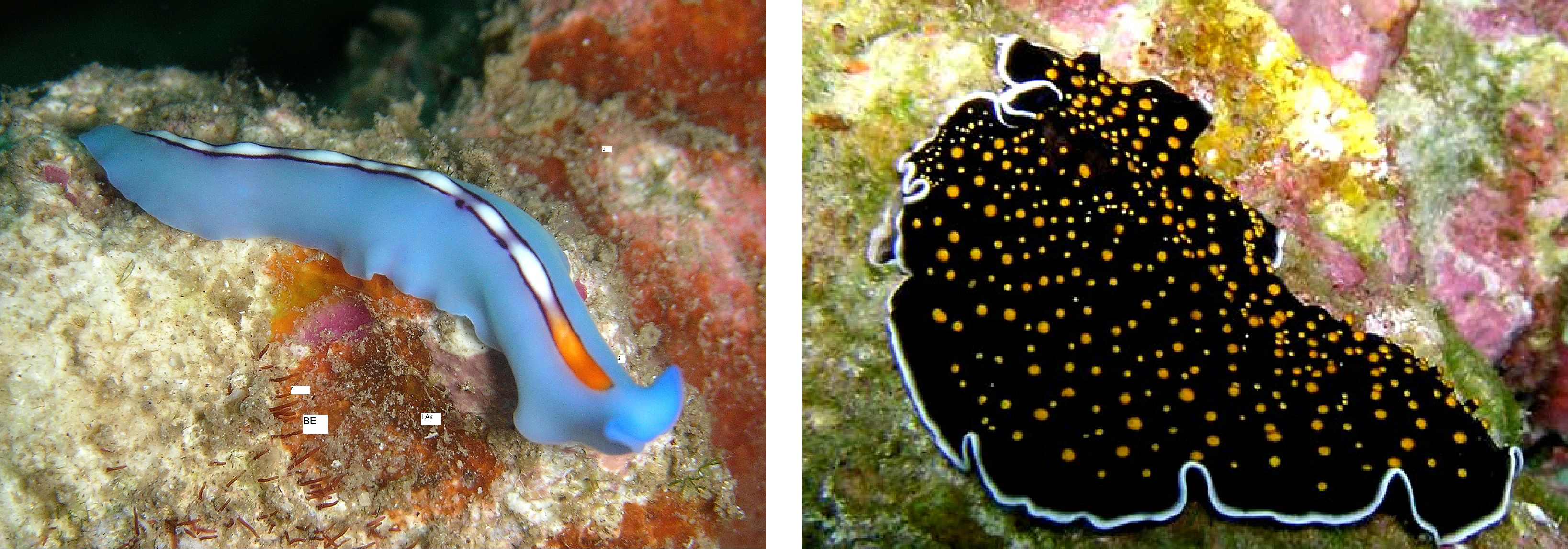 This image shows two flatworms with significant physical diversity. One flatworm is brightly colored, and is long and tubular. The other flatworm is broad, and flat, and a dark color.
