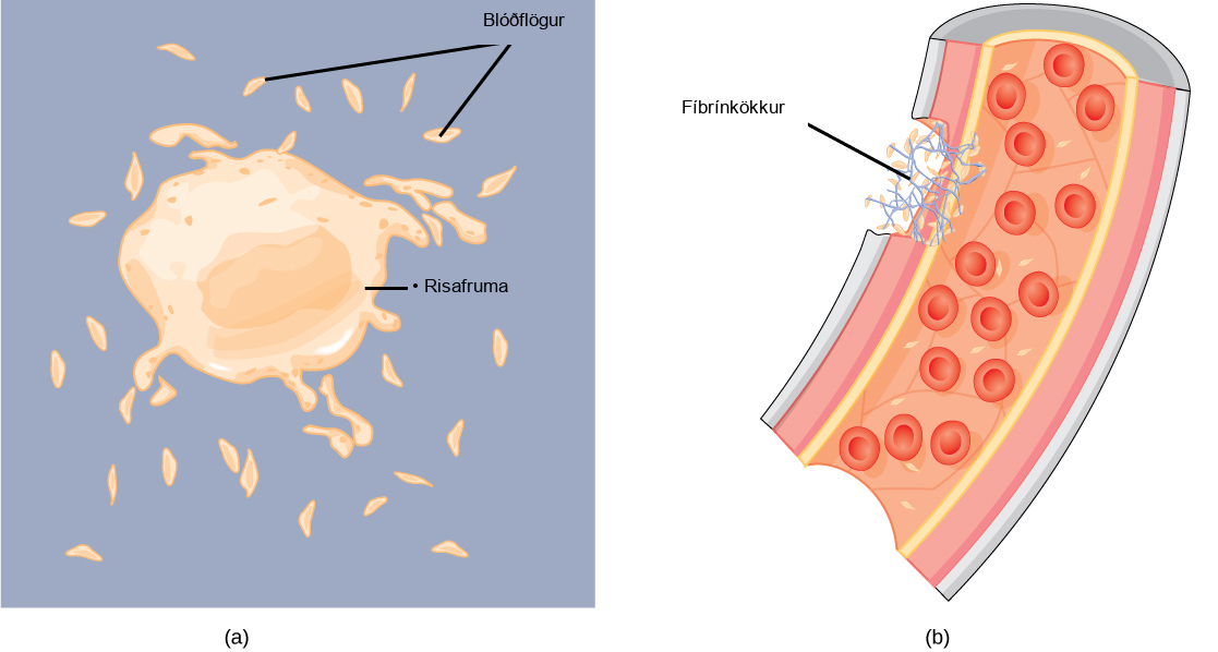 Part A shows a large, somewhat irregularly shaped cell called a megakaryocyte shedding small, oblong platelets. Part B shows a fibrin clot plugging a cut in a blood vessel. The clot is made up of platelets and a fibrous material called fibrin.