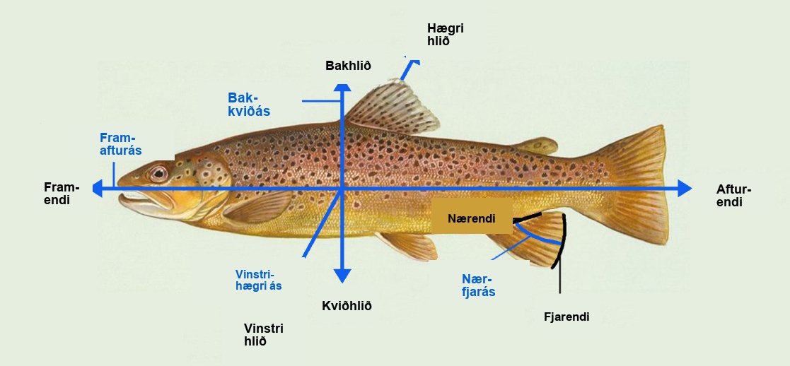 Illustration shows a fish dissected by lines into anterior (front) and posterior (rear) ends and dorsal (top) and ventral (bottom) surfaces. It also indicates that where the fish's fin contacts its body is the proximal end, and the outer edge of the fin is the distal end.