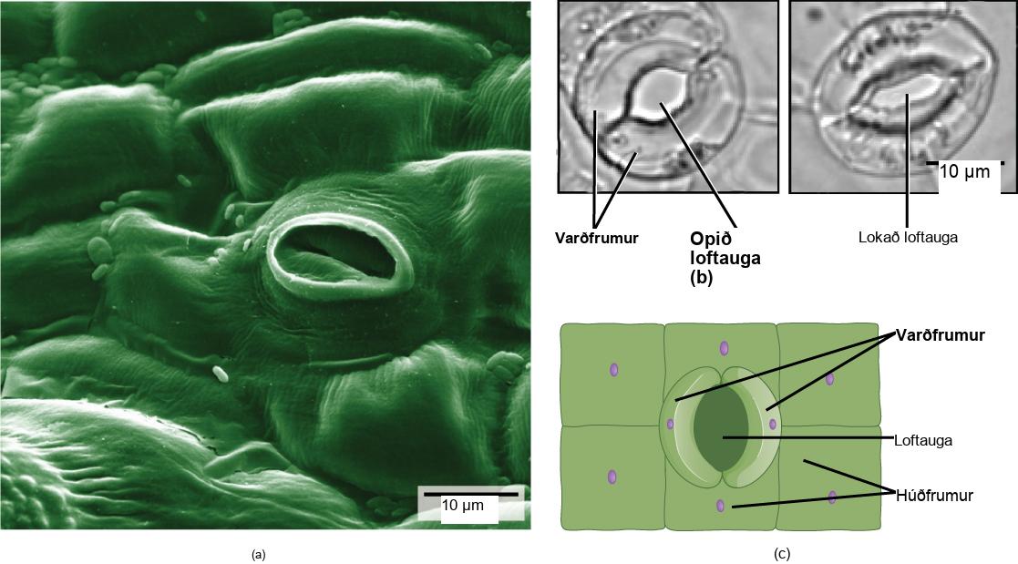 The electron micrograph in part A shows the lumpy, textured surface of a leaf epidermis. Individual cells look like pillows arranged side by side and fused together. In the center of the image is an oval pore about 10 microns across. Inside the pore, closed guard cells have the appearance of sealed lips. The two light micrographs in part B shows two kidney-shaped guard cells. In the left image, the stoma is open and round. In the right image, the stoma is closed and oval shaped. Part C is an illustration of the leaf epidermis with a oval stomatal pore in the center. Surrounding this pore are two kidney-shaped guard cells. Rectangular epidermal cells surround the guard cells.
