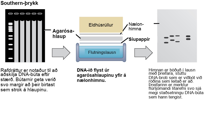 In Southern blotting, D N A is separated on the basis of size by agarose gel electrophoresis. The fragments run through the gel from top to bottom. In the gel shown in this figure, there are so many D N A fragments they appear as a smear in each lane. The D N A from the gel is transferred to a nylon membrane. To do so, the gel is sandwiched between filter paper and the membrane and placed in transfer buffer. Paper towels above the gel wick up the moisture and assist in the transfer. The nylon membrane is then incubated with a radioactively or fluorescently labeled probe that is complementary to the sequence of interest. Discrete bands appear where the sequence of interest is located.