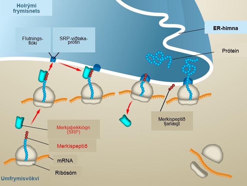 In the cytosol, the m R N A and Ribosome complex have a signal peptide that bonds with a signal recognition particle. Once combined, they interact with a translocation complex and signal recognition particle receptor protein in the E R Membrane. The protein is then removed from the ribosome complex and goes across the E R Membrane into the E R Lumen.