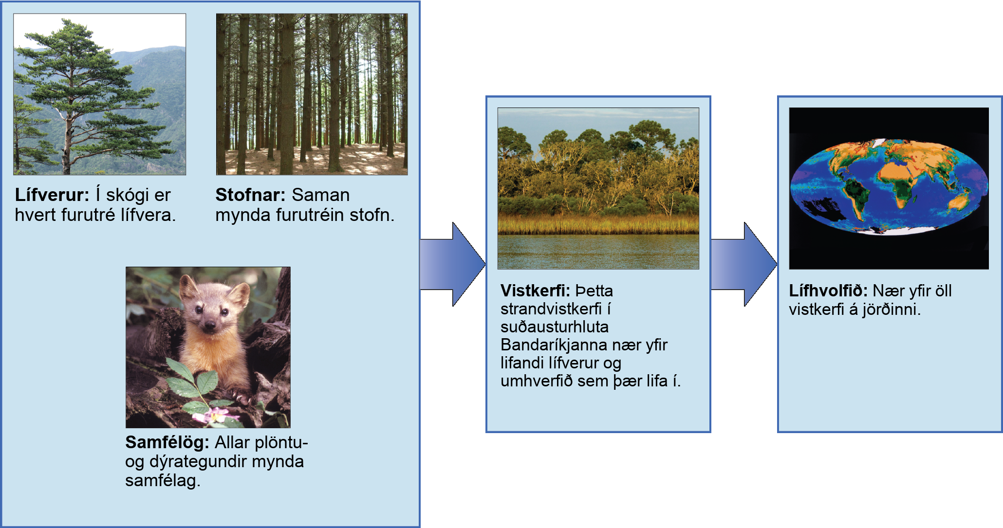 The figure gives an overview of some biological levels of organization with example photos. Each individual pine tree (pictured) in a forest is an organism. Together, all the pine trees in a forest (pictured) make up a population. All the plant and animal species comprise a community, pictured as a marmot on a forest floor. Those three levels are grouped in a box with an arrow to the larger level of an ecosystem, which includes living organisms and the environment they live in. An example is a coastal ecosystem in the southeastern United states, pictured as a body of water, behind which is a stand of tall grasses developing into more dense vegetation and trees as distance from the water increases. A final arrow points to the level of a biosphere, encompassing all ecosystems on Earth and pictured as a map of the Earth showing vegetation patterns.