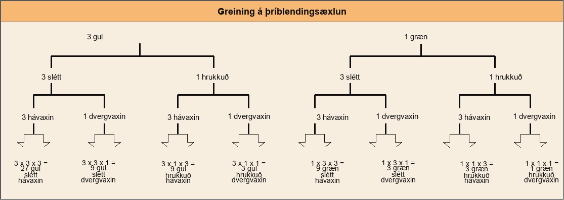 A forked-line diagram is shown for the F subscript 2 baseline generation of a trihybrid cross of pea plants with the dominant yellow, round, and tall phenotype with pea plants of the recessive green, wrinkled, dwarf phenotype. The top row shows that the color ratio is 3 yellow to 1 green in the F subscript 2 baseline generation. The second row shows that the probability that plants of either pea color having the round or wrinkled texture is 3 to 1. The third row shows that the probability of plants with either of the above textures having a round or wrinkled phenotype is 3 to 1. The probability of all three phenotypes occurring together is determined by multiplying each individual probability together. The probability ratio is 27 yellow slash round slash tall colon; 9 yellow slash round slash dwarf, colon, 9 yellow slash wrinked slash tall, colon, 3 yellow slash wrinkled slash dwarf, colon, 9 green slash round slash tall, colon, 3 green slash round slash dwarf, colon 3 green slash wrinkled slash tall, colon, 1 green slash wrinkled slash dwarf.