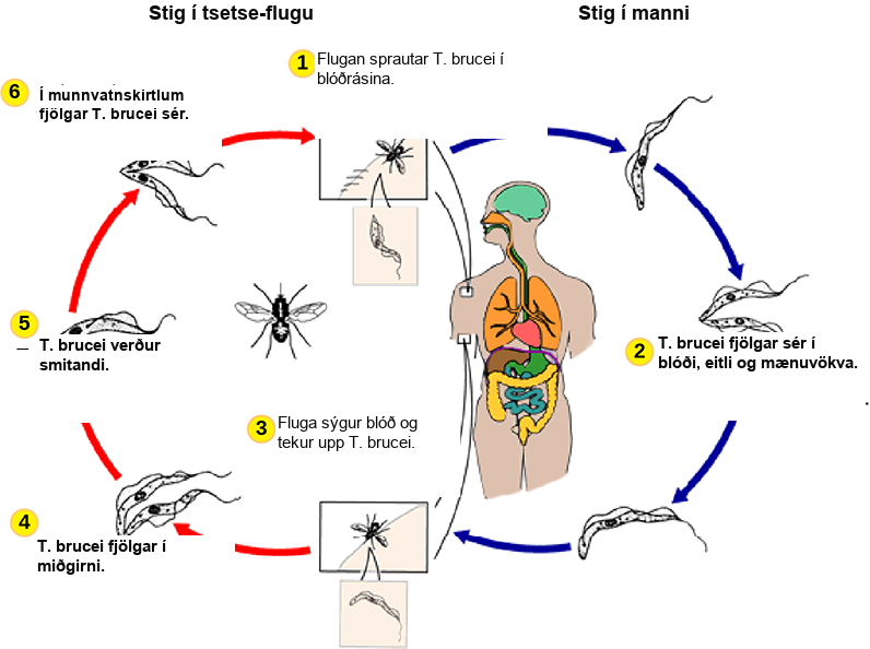 The life cycle of T brucei begins when the tsetse fly takes a blood meal from a human host, and injects the parasite into the bloodstream (step 1). T brucei multiplies by binary fission in blood, lymph and spinal fluid (step 2). When another tsetse fly bites the infected person, it takes up the pathogen (step 3), which then multiplies by binary fission in the fly's midgut (step 4). T brucei transforms into an infectious stage (step 5) and enters the salivary gland, where it multiplies (step 6). The cycle is completed when the fly takes a blood meal from another human.