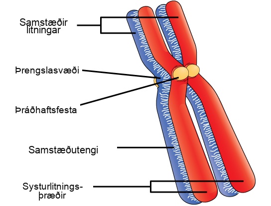 This illustration depicts two pairs of sister chromatids joined together to form homologous chromosomes. The chromatids are pinched together at the centromere and held together by the kinetochore. A protein lattice called a synaptonemal complex fuses the homologous chromosomes together along their entire length.