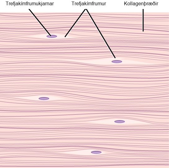 Illustration shows parallel collagen fibers packed tightly together. Interspersed among the collagen fibers are long, thin fibroblasts.