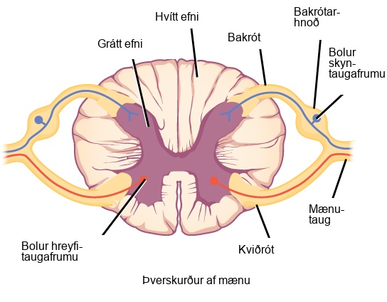 Illustration shows a cross section of the spinal cord. The gray matter forms an X inside the white matter. A spinal nerve extends from the left arm of the X, and another extends from the left leg of the X. The two nerves join together to the left of the spine. The right arm and leg of the X form a symmetrical nerve. The part of the nerve that exits from the leg of the X is called the ventral root, and the part that exits from the arm of the X is called the dorsal root. The ventral root is on the belly side, and the dorsal root is on the back side. The dorsal root ganglion is a bulge halfway between where the nerve leaves the spine and where the dorsal and ventral roots join. Sensory neuron somas cluster in the dorsal root. Motor neuron somas cluster in the gray matter in the leg of the X. Motor neuron axons are bundled in the ventral root.