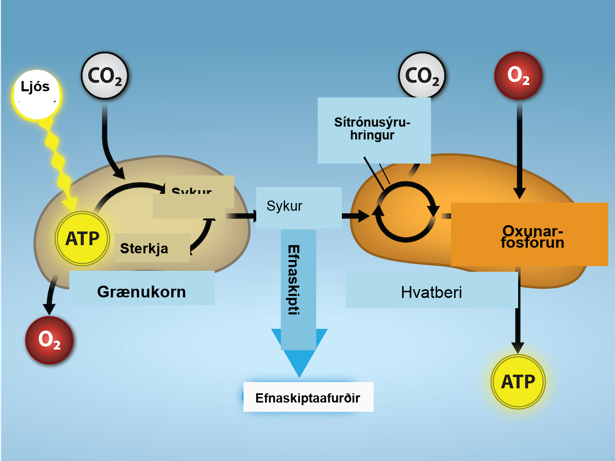 Light energy enters a chloroplast and is converted to A T P. The A T P enters a process to reduce C O 2 to sugars. This process produces oxygen. On the other side of the image, the sugars enter the citric acid cycle. They give off C O 2. Then, oxidative phosphorylation consumes O 2 and A T P is produced. Metabolites are given off.