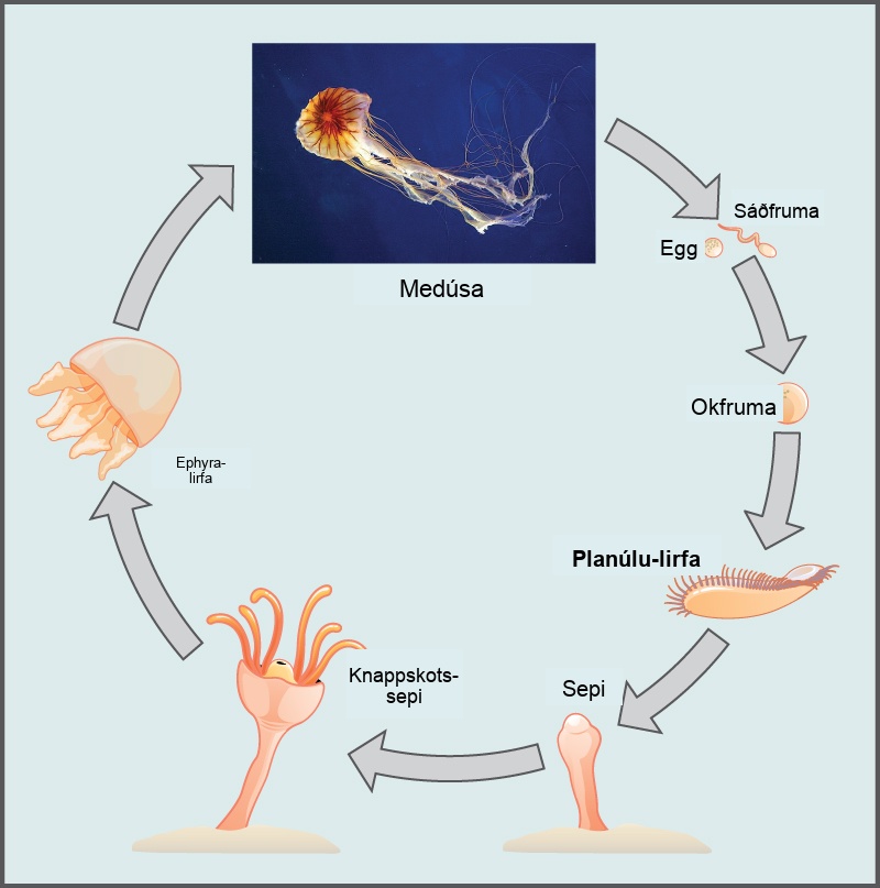 The illustration shows the lifecycle of a jellyfish, which begins when sperm fertilizes an egg, forming a zygote. The zygote divides and grows into a planula larva, which looks like a swimming millipede. The planula larva anchors itself to the sea bottom and grows into a tube-shaped polyp. The polyp forms tentacles. Buds break off from the polyp and become dome-shaped ephyra, which resemble small jellyfish. The ephyra grow into medusas, the mature forms of the jellyfish.