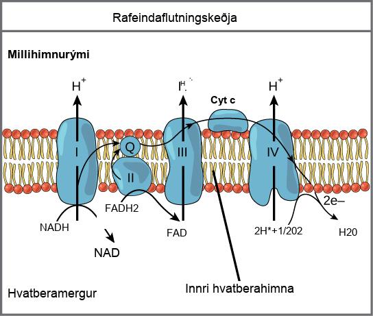 This illustration shows the electron transport chain embedded in the inner mitochondrial membrane. The electron transport chain consists of four electron complexes. Complex I oxidizes N A D H to N A D superscript plus sign baseline; and simultaneously pumps a proton across the membrane to the intermembrane space. The two electrons released from N A D H are shuttled to coenzyme Q, then to complex I I I, to cytochrome c, to complex I V, then to molecular oxygen. In the process, two more protons are pumped across the membrane to the intermembrane space, and molecular oxygen is reduced to form water. Complex I I removes two electrons from F A D H subscript 2 baseline, thereby forming F A D. The electrons are shuttled to coenzyme Q, then to complex I I I, cytochrome c, complex I V, and molecular oxygen as in the case of N A D H oxidation.
