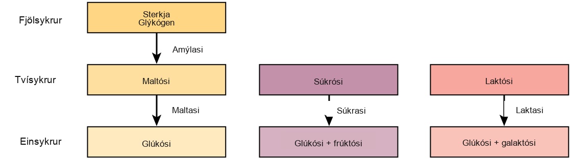Ferlar við niðurbrot sterkju, glýkógens, súkrósa og laktósa eru sýndir. Sterkja og glýkógen brotna niður í maltósa með amýlasa. Maltósi brotnar síðan niður í glúkósa með maltasa. Súkrósi brotnar niður í glúkósa og frúktósa með súkrasa. Laktósi brotnar niður í glúkósa og galaktósa með laktasa.