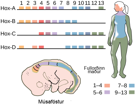 This illustration shows the four clusters of Hox genes found in vertebrates: Hox A, Hox B, Hox C, and Hox D. There are 13 Hox genes, but not all of them are found in each cluster. In both mice and humans, genes 1 through 4 regulate the development of the head. Genes 5 and 6 regulate the development of the neck. Genes 7 and 8 regulate the development of the torso, and genes 9 through 13 regulate the development of the arms and legs.