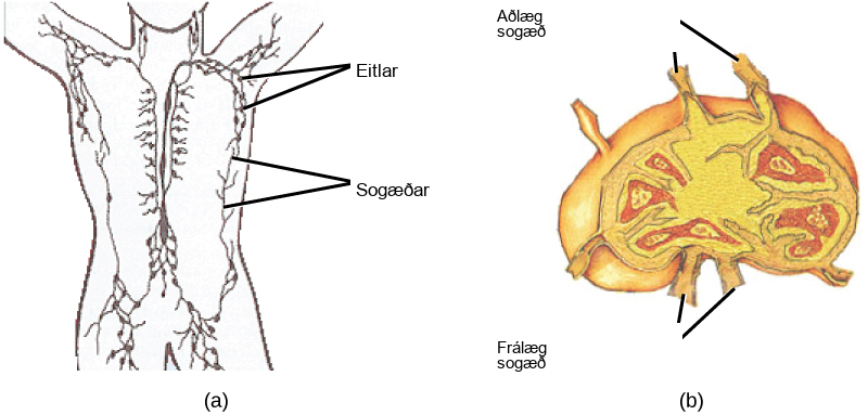 Part A shows the location of the lymph nodes and lymph vessels in the human body. Lymph vessels run down the spine and along the sides of the body and into the arms and legs and neck. Lymph nodes are clustered in the upper arms and legs, and in the lower back. Part B shows a lymph node, which is kidney shaped. Afferent lymphatic vessels are located along the outer curve, and efferent vessels are located along the inner curve.
