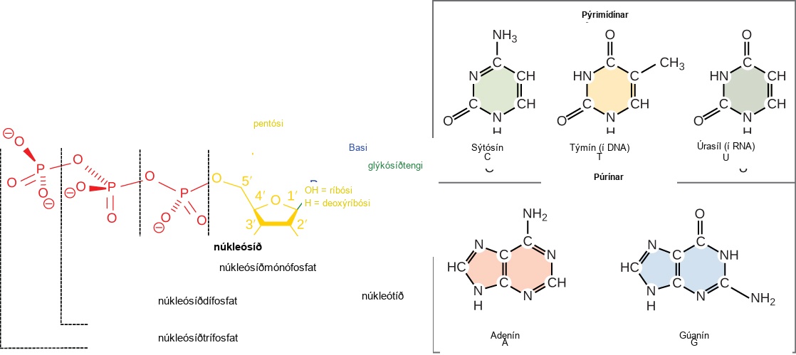 llustration depicts the structure of a nucleoside, which is made up of a pentose with a nitrogenous base attached at the 1 prime position. There are two kinds of nitrogenous bases: pyrimidines, which have one six-membered ring, and purines, which have a six-membered ring fused to a five-membered ring. Cytosine, thymine, and uracil are pyrimidines, and adenine and guanine are purines. A nucleoside with one phosphate attached at the 5 prime position is called a nucleoside monophosphate. A nucleoside with two or three phosphates attached is called a nucleoside diphosphate or nucleoside triphosphate, respectively.