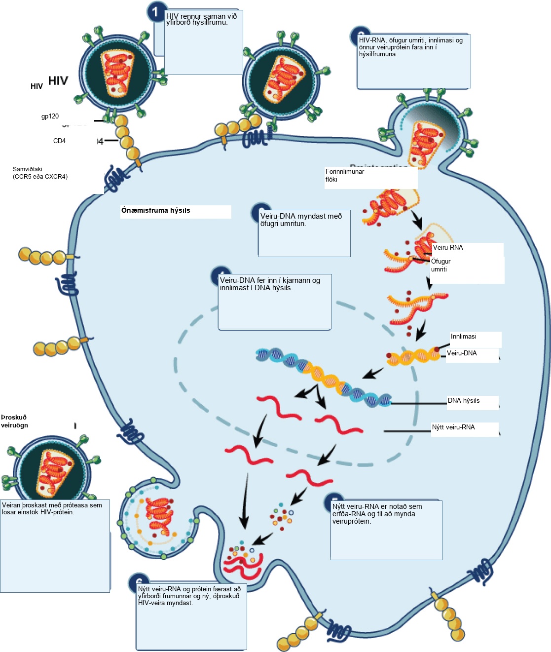The illustration shows the steps in the H I V life cycle. In step 1, g p 120 glycoproteins in the viral envelope attach to a C D 4 receptor on the host cell membrane. The glycoproteins then attached to a co-receptor, C C R 5 or C X C R 4, and the viral envelope fuses with the cell membrane. In step 2, H I V R N A, reverse transcriptase, integrase, and other viral proteins are released into the host cell. In step 3, viral D N A is formed from R N A by reverse transcriptase. In step 4, Viral D N A is then transported across the nuclear membrane, where it integrates into the host D N A. In step 5, new viral R N A is made; it is used as genomic R N A and to make viral proteins. In step 6, new viral R N A and proteins move to the cell surface and a new, immature H I V forms. In the final step 7, the virus matures when a protease releases individual H I V proteins.