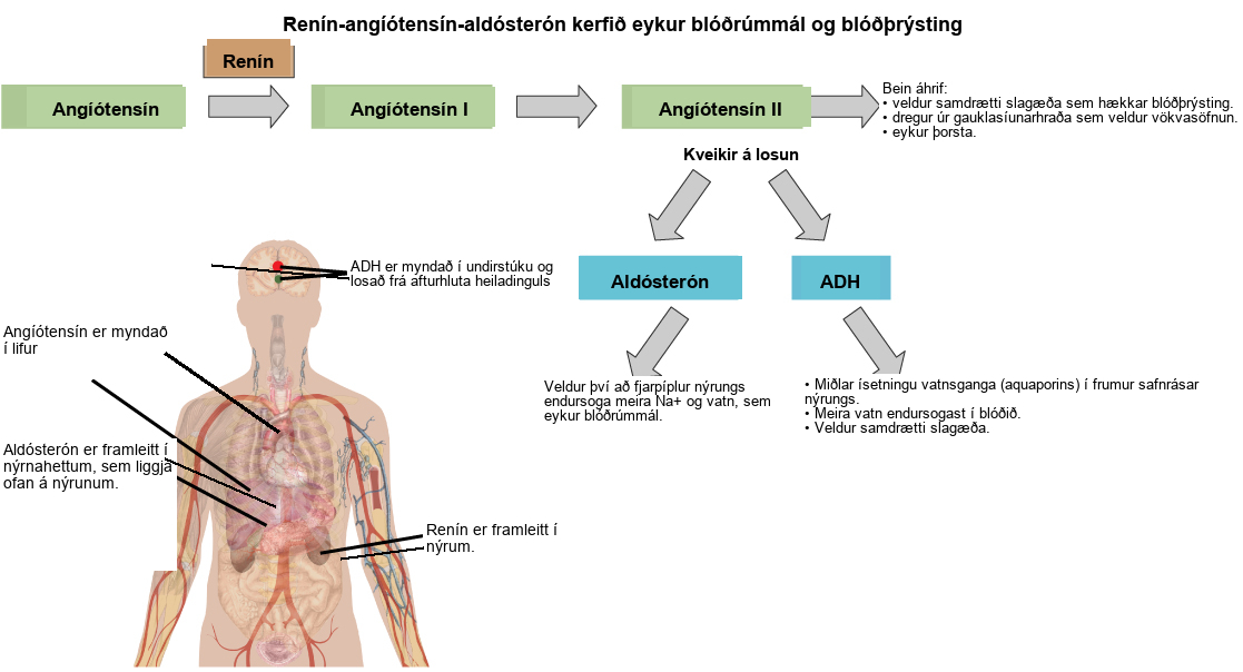The Renin-angiotensin-aldosterone pathway involves four hormones: renin, which is made in the kidney, angiotensinogen, which is made in the liver, aldosterone, which is made in the adrenal glands, and A D H, which is made in the hypothalamus and secreted by the posterior pituitary. The adrenal glands are located on top of the kidneys, and the hypothalamus and pituitary are in the brain. The pathway begins when renin converts angiotensinogen into angiotensin I. Angiotensin I is the converted into angiotensin I I. Angiotensin I I has several direct effects. These include arterial constriction, which increases blood pressure, decreasing the glomerular filtration rate, which results in water retention, and increasing thirst. Angiotensin I I also triggers the release of two other hormones, aldosterone and A D H. Aldosterone causes nephron distal tubules to reabsorb more sodium and water, which increases blood volume. A D H mediates the insertion of aquaporins into the nephridial collecting ducts. As a result, more water is reabsorbed by the blood. A D H also causes arteries to constrict.