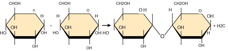 Shown is the reaction of two glucose monomers to form maltose. When maltose is formed, a water molecule is released. The components of the linkage are upper case O upper case H from one glucose molecule combining with one upper case H from the second glucose molecule.