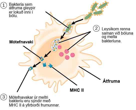 Illustration shows a bacterium being engulfed by a macrophage. Lysosomes fuse with the vacuole containing the bacteria. The bacterium is digested. Antigens from the bacterium are attached to a M H C I I molecule and presented on the cell surface.