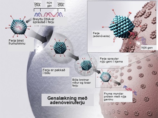 To cure disease using an adenovirus vector, a new gene intended to replace a defective one is packaged with the adenovirus genome. The genes that make the virus pathogenic are removed. The modified D N A is put inside the virus' capsid, or protein coat. The person to be cured is infected with the modified virus. Viral D N A enters the nucleus, where the modified gene can replace the defective one.