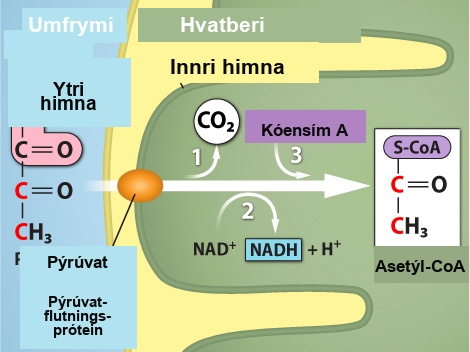 This illustration shows the conversion of pyruvate into acetyl upper case C lower case o upper case A. The Pyruvate begins outside the mitochondrion, in the cytosol. When the pyruvate enters the mitochondrion through the pyruvate carrier protein, a carboxyl group is removed from pyruvate, releasing carbon dioxide. Then, a redox reaction forms acetate and N A D H. In step three, the acetate is transferred coenzyme A, forming acetyl upper C lower o upper A.