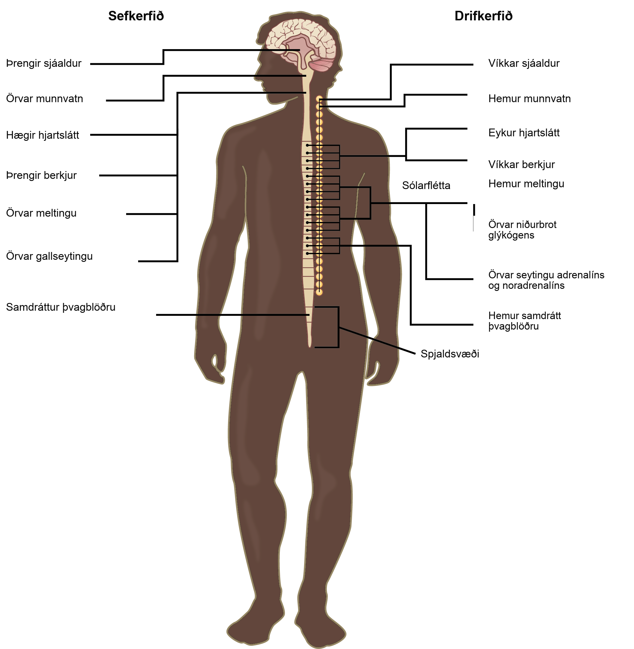 Illustration shows the effects of the sympathetic and parasympathetic systems on target organs, and the placement of the preganglionic neurons that mediate these effects. The parasympathetic system causes pupils and bronchi to constrict, slows the heart rate, and stimulates salivation, digestion, and bile secretion. Preganglionic neurons that mediate these effects are all located in the brain stem. Preganglionic neurons of the parasympathetic system that are located in the sacral cause the bladder to contract. The sympathetic system causes pupils and bronchi to dilate, increases heart rate, inhibits digestion, stimulates the breakdown of glycogen and the secretion of adrenaline and noradrenaline, and inhibits contraction of the bladder. The preganglionic neurons that mediate these effects are all located in the spine.