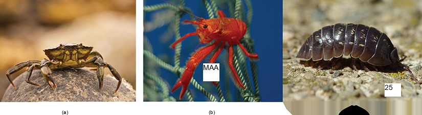 Photo a shows a crab on land, and photo b shows a bright red shrimp in the water. Image c is of a pill bug walking on sand.